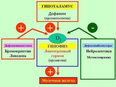 пролактостатин