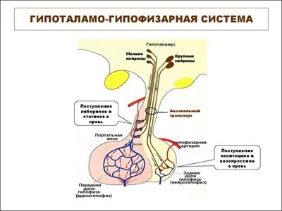 статины гипоталамуса