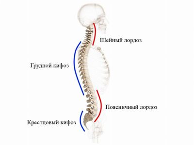 Изгибы позвоночника