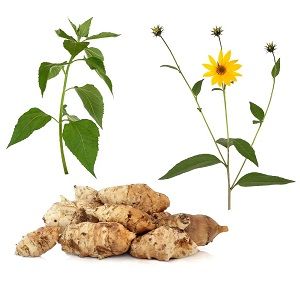 Listy a kořeny topinamburu