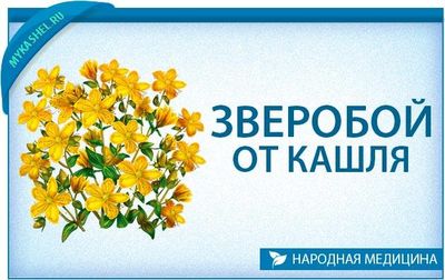 Зверобой от кашля