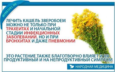 Лечение кашля зверобоем