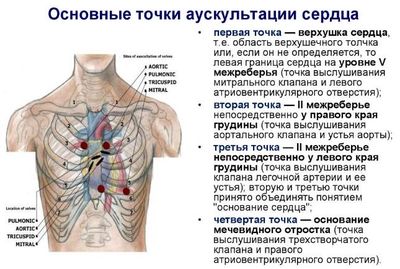Точки аускультации сердца и методика ее проведения