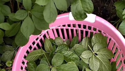 Листья