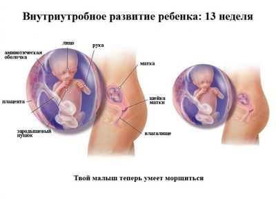 Точное определение здоровья малыша по фото УЗИ на 13 неделе беременности
