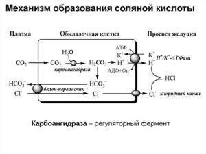 образования соляной кислоты