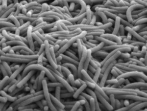 Lactobacillus delbrueckii bulgaricus бактерии