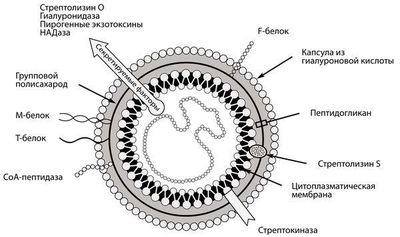 Гемолитический стрептококк