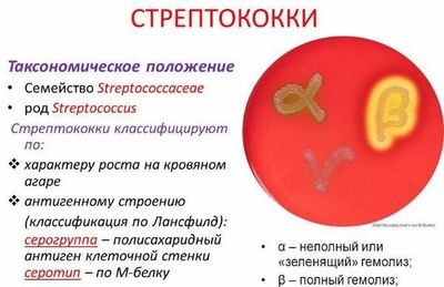 Стрептококки возбудители