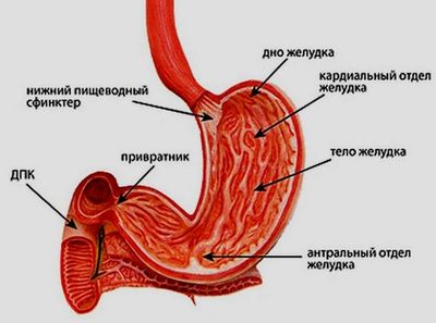 строение желудка и его пищеварение