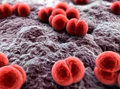 Гонококк (Neisseria gonorrhoeae)