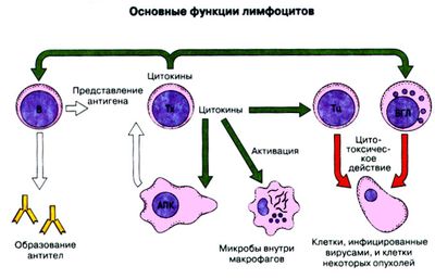 Расшифровка и нормы LYM в анализе крови
