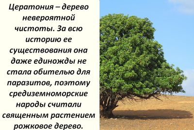 Рожковое дерево — лечебные свойства и противопоказания, вред и польза 