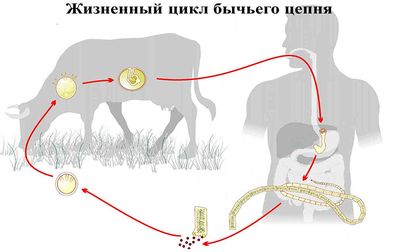 Жизненный цикл