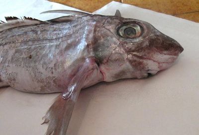 Морской заяц рыба