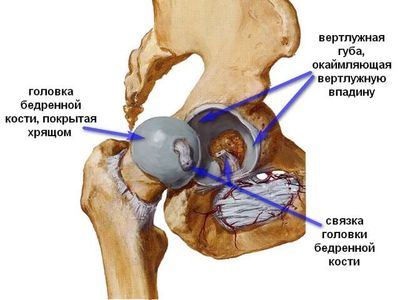 Анатомическое строение сустава